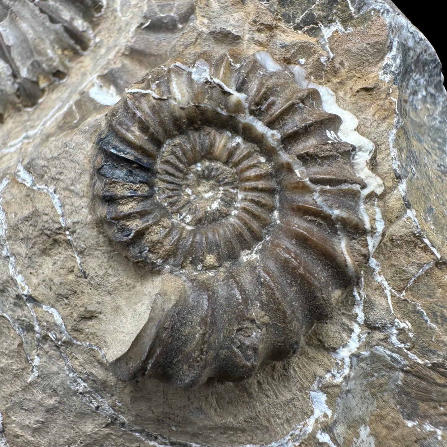 Androgynoceras capricornus Ammonite fossil - Whitby, North Yorkshire Jurassic Coast Yorkshire Fossils