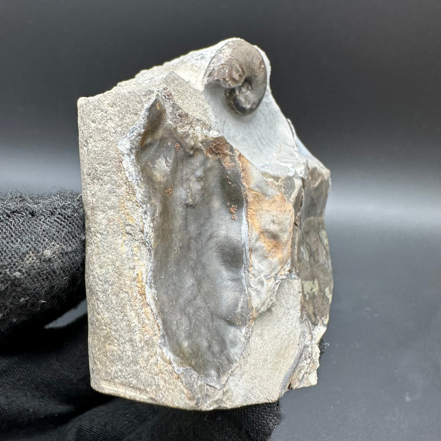 Amaltheus striatus ammonite fossil with box and stand - Whitby, North Yorkshire Jurassic Coast Yorkshire Fossils