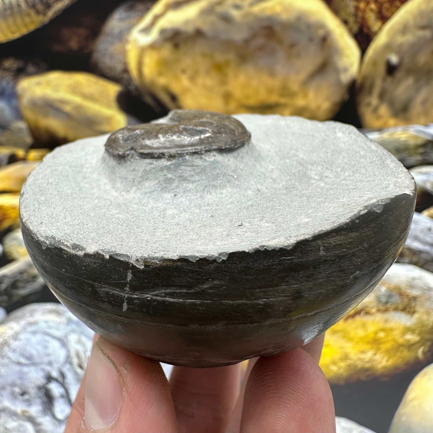 Eleganticeras Elegantulum ammonite fossil - Whitby, North Yorkshire Jurassic Coast, Yorkshire Fossils