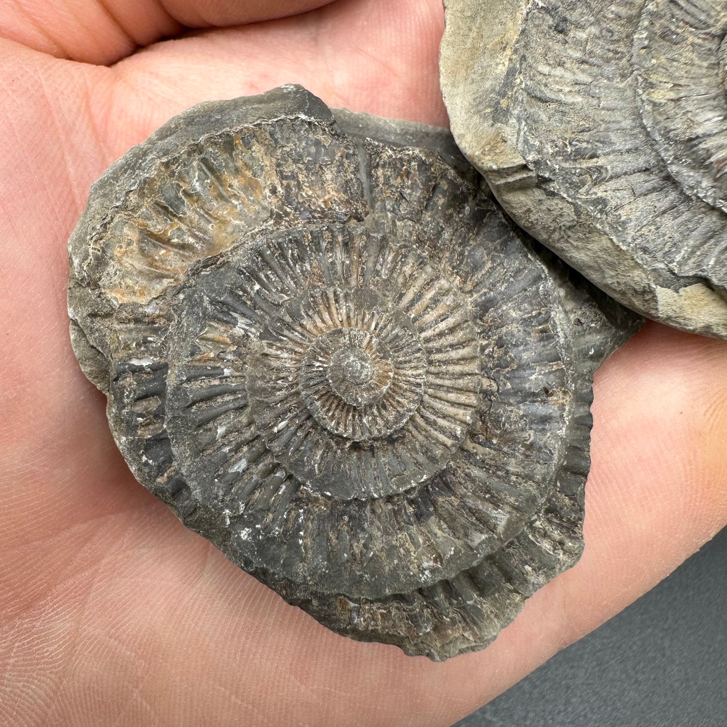 Dactylioceras imprint (negative) bundle ammonite shell fossil with box - Whitby, North Yorkshire, Yorkshire Fossils