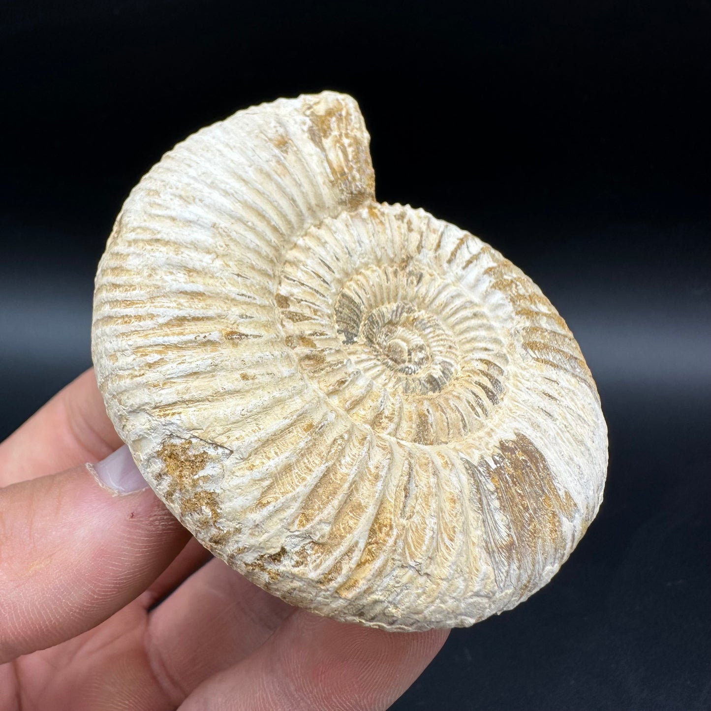 Dichotomosphinctes Ammonite Fossil With Box And Stand - Middle Jurassic Ammonite Madagascar