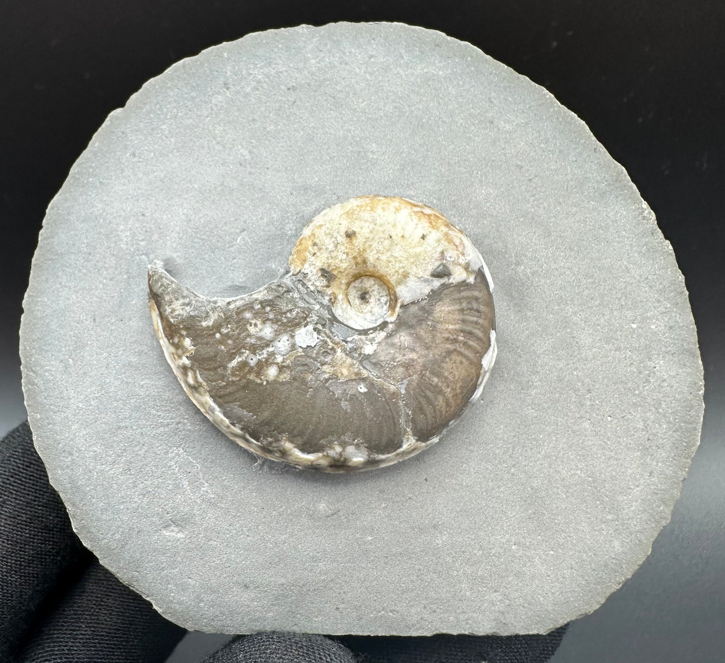 Eleganticeras Elegantulum ammonite fossil with box and stand - Whitby, North Yorkshire Jurassic Coast, Yorkshire Fossils