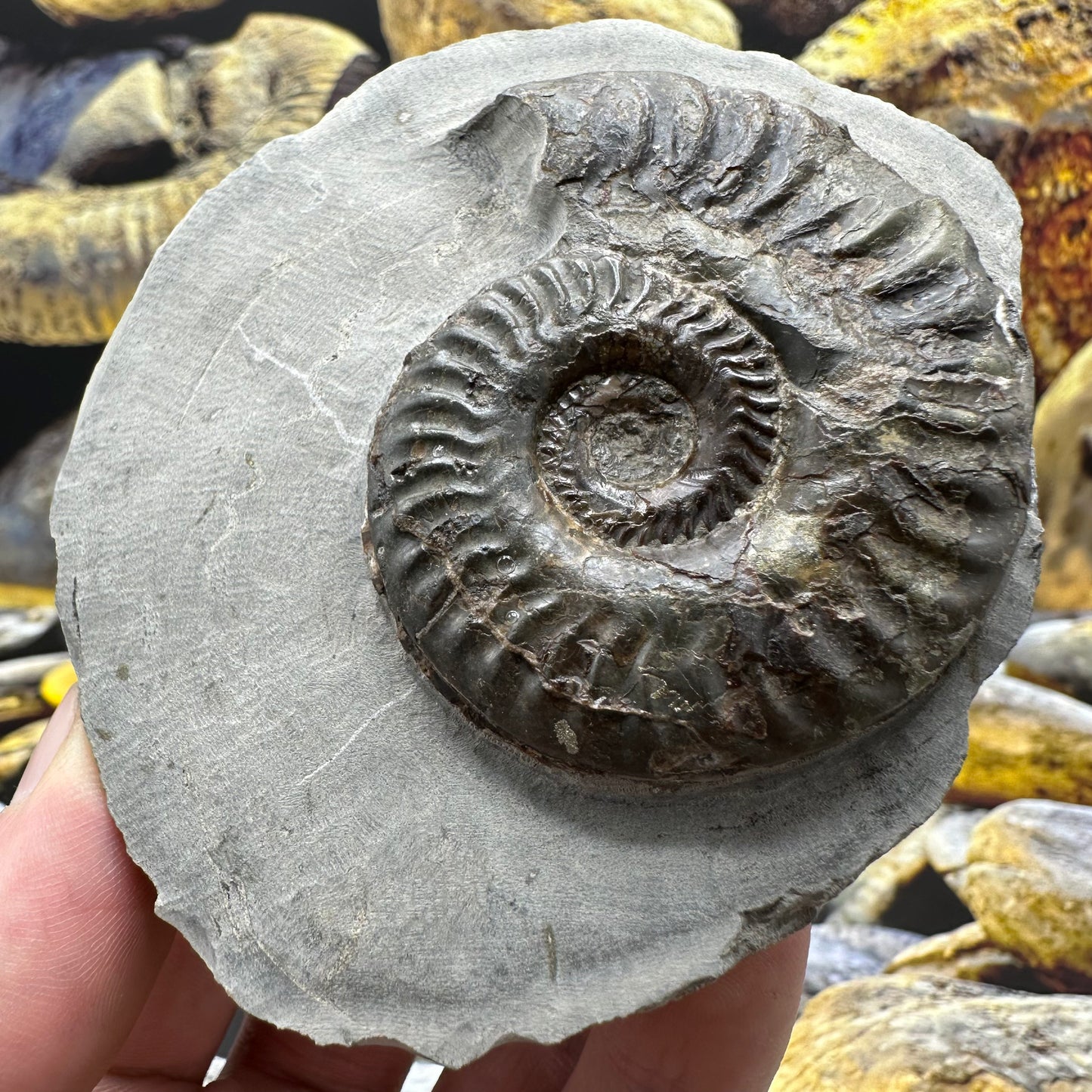 Hildoceras lusitanicum ammonite fossil - Whitby, North Yorkshire, Jurassic Coast, Yorkshire Fossils