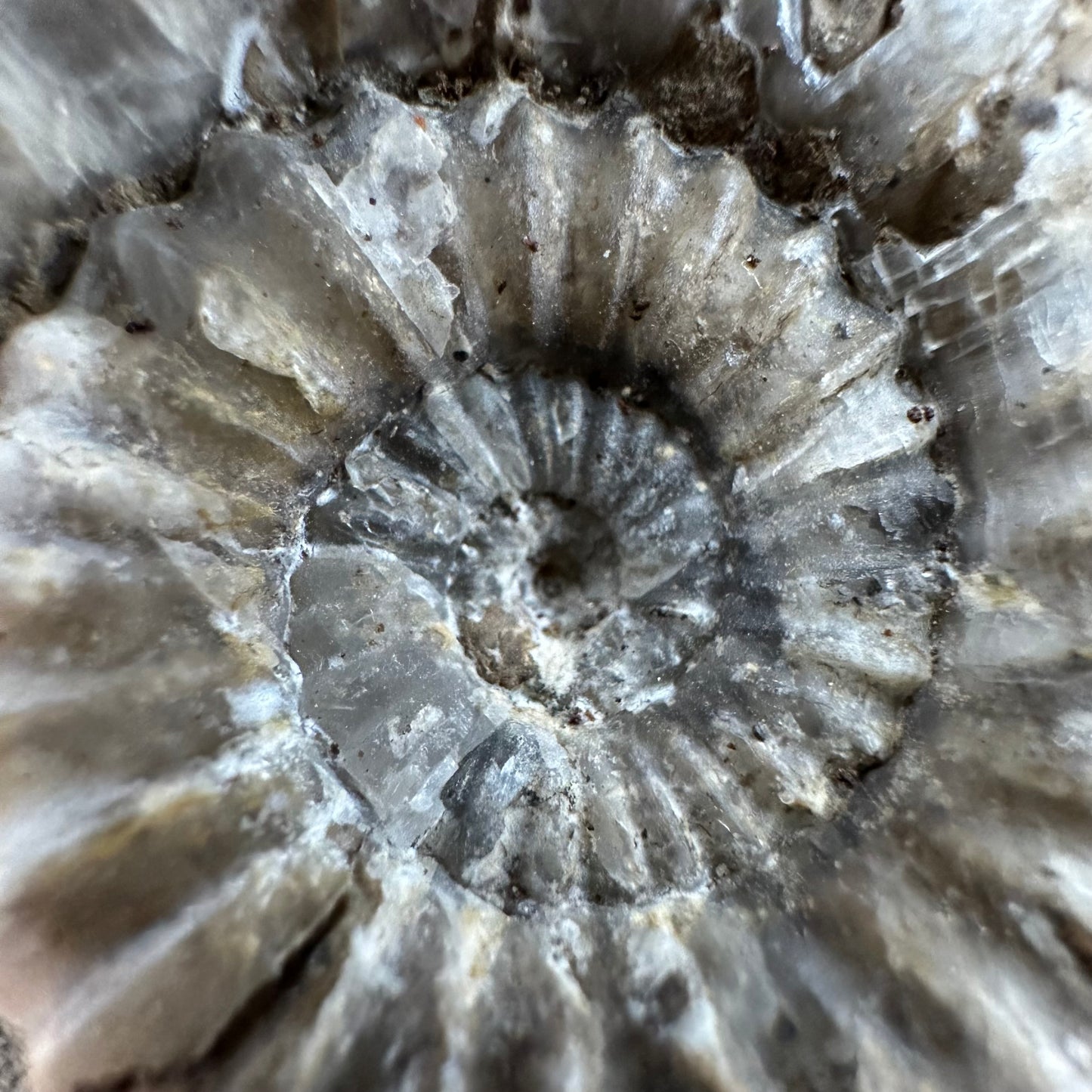 Androgynoceras capricornus Ammonite fossil - Whitby, North Yorkshire Jurassic Coast Yorkshire Fossils
