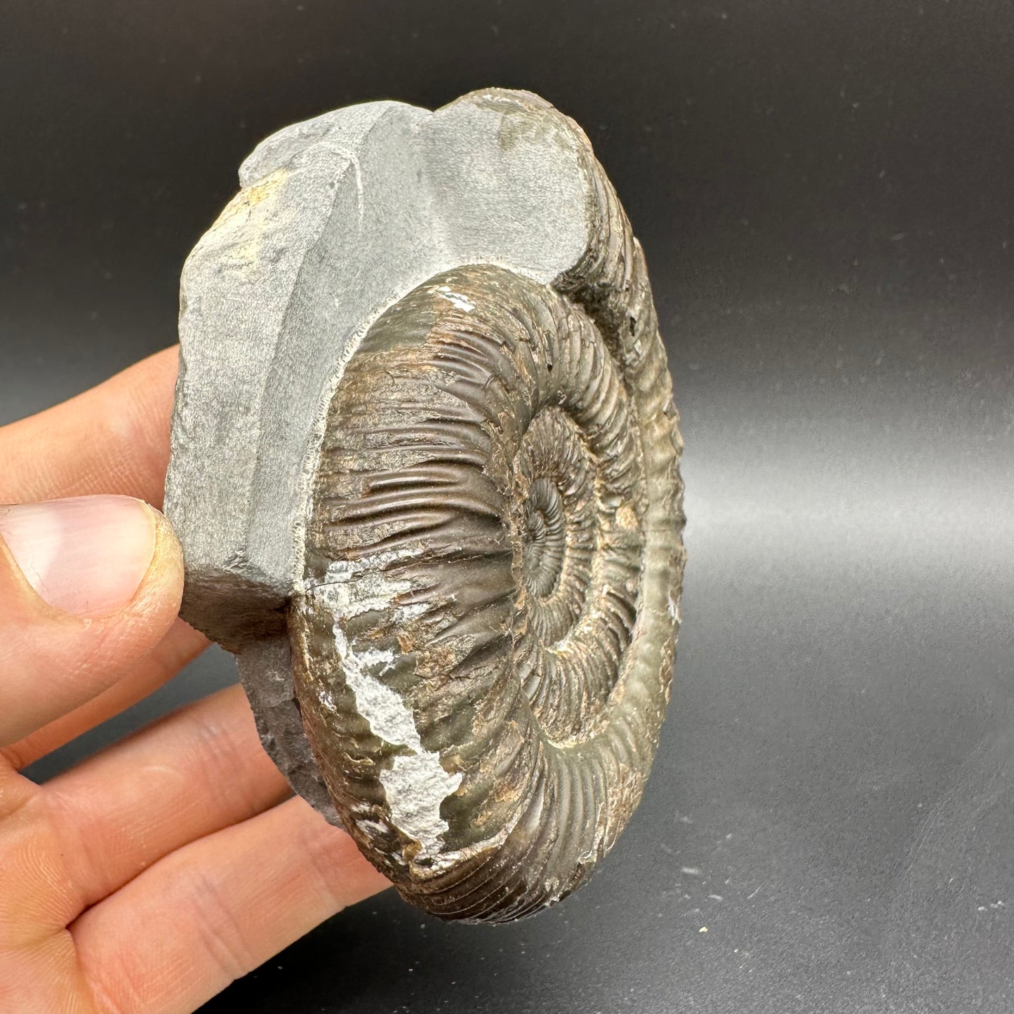 Dactylioceras Ammonite Fossil With box and Stand - Whitby, North Yorkshire Jurassic Coast Yorkshire Fossils