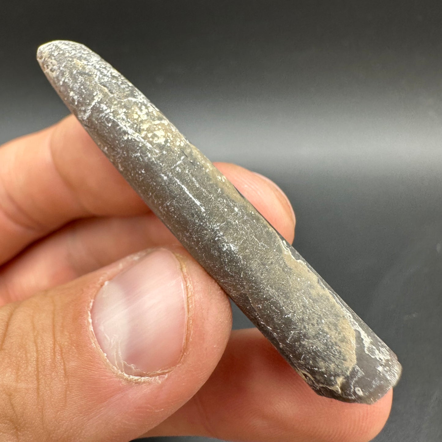 Belemnite (Fossil Squid) shell fossil - Whitby, North Yorkshire Jurassic Coast Yorkshire Fossils