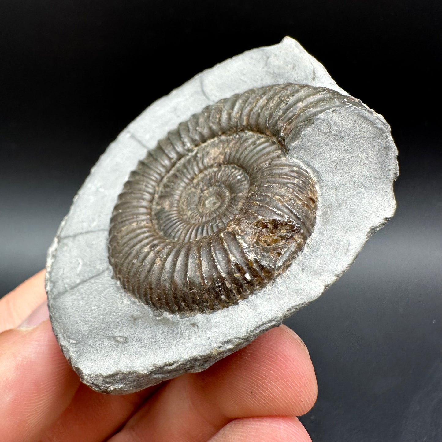 Dactylioceras Ammonite Fossil With Box And Stand - Whitby, North Yorkshire Jurassic Coast Yorkshire Fossils