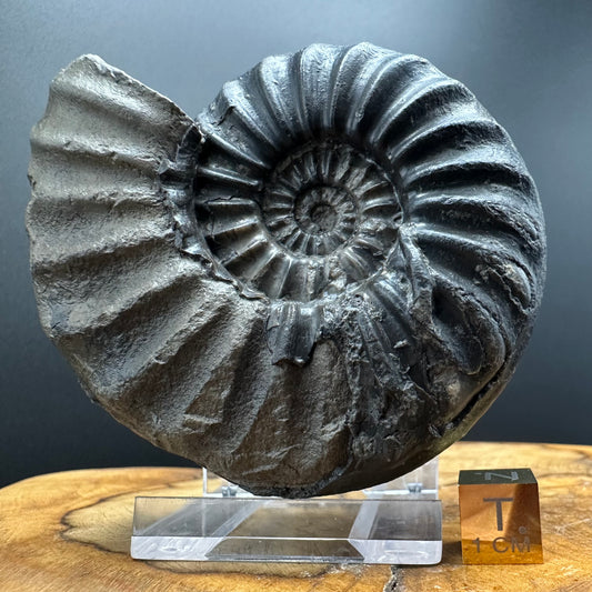 Asteroceras Ammonite fossil with box and stand - Whitby, North Yorkshire Jurassic Coast Yorkshire Fossils