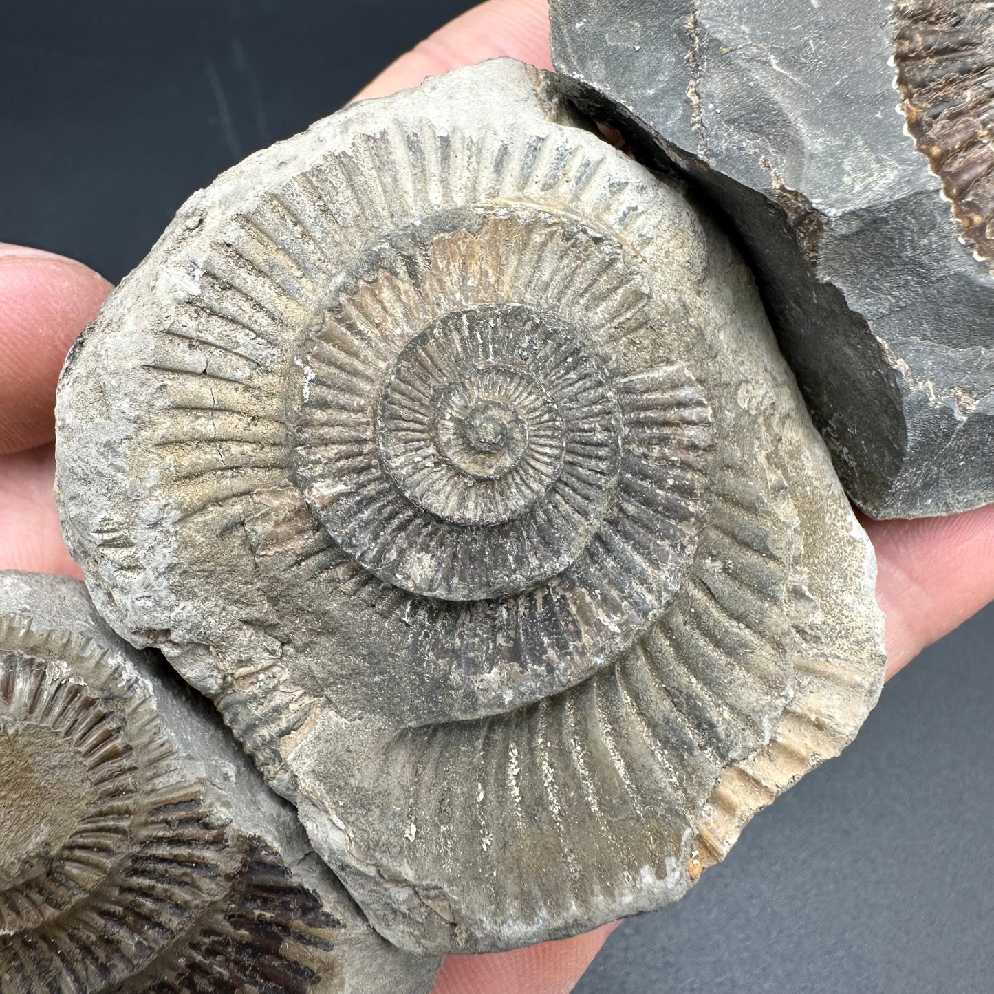 Dactylioceras imprint (negative) bundle ammonite shell fossil with box - Whitby, North Yorkshire, Yorkshire Fossils
