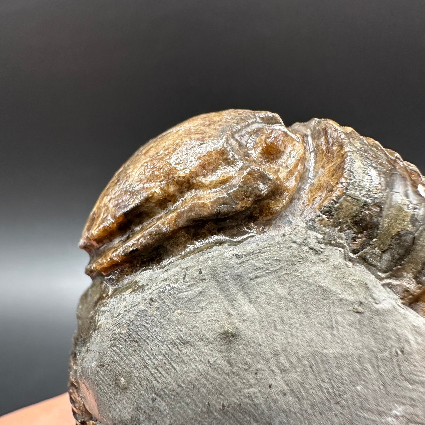 Snakestone Ammonite Fossil With Bag/Box And Stand - Whitby, North Yorkshire Jurassic Coast Yorkshire Fossils