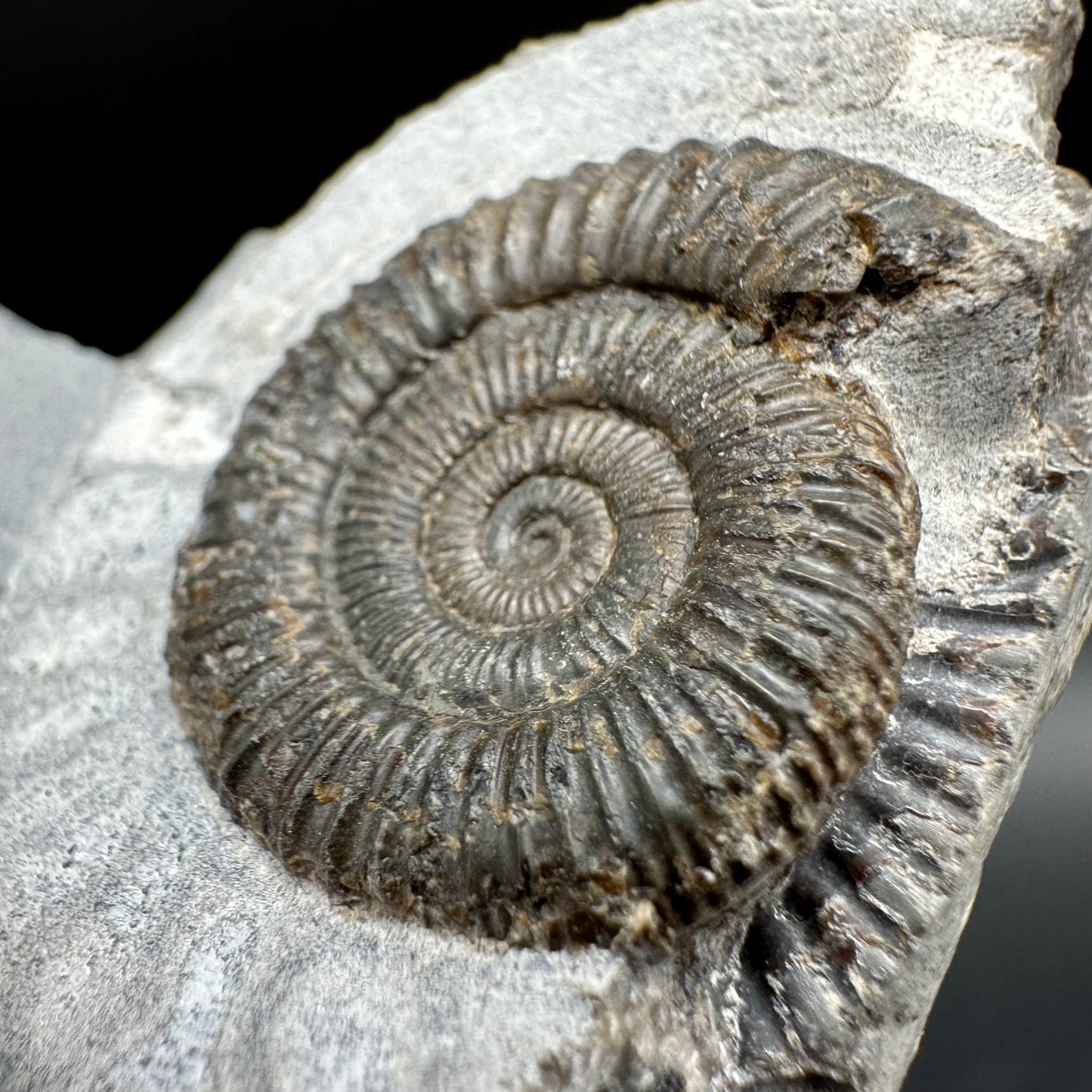 Dactylioceras Ammonite Fossil With Box And Stand - Whitby, North Yorkshire Jurassic Coast Yorkshire Fossils