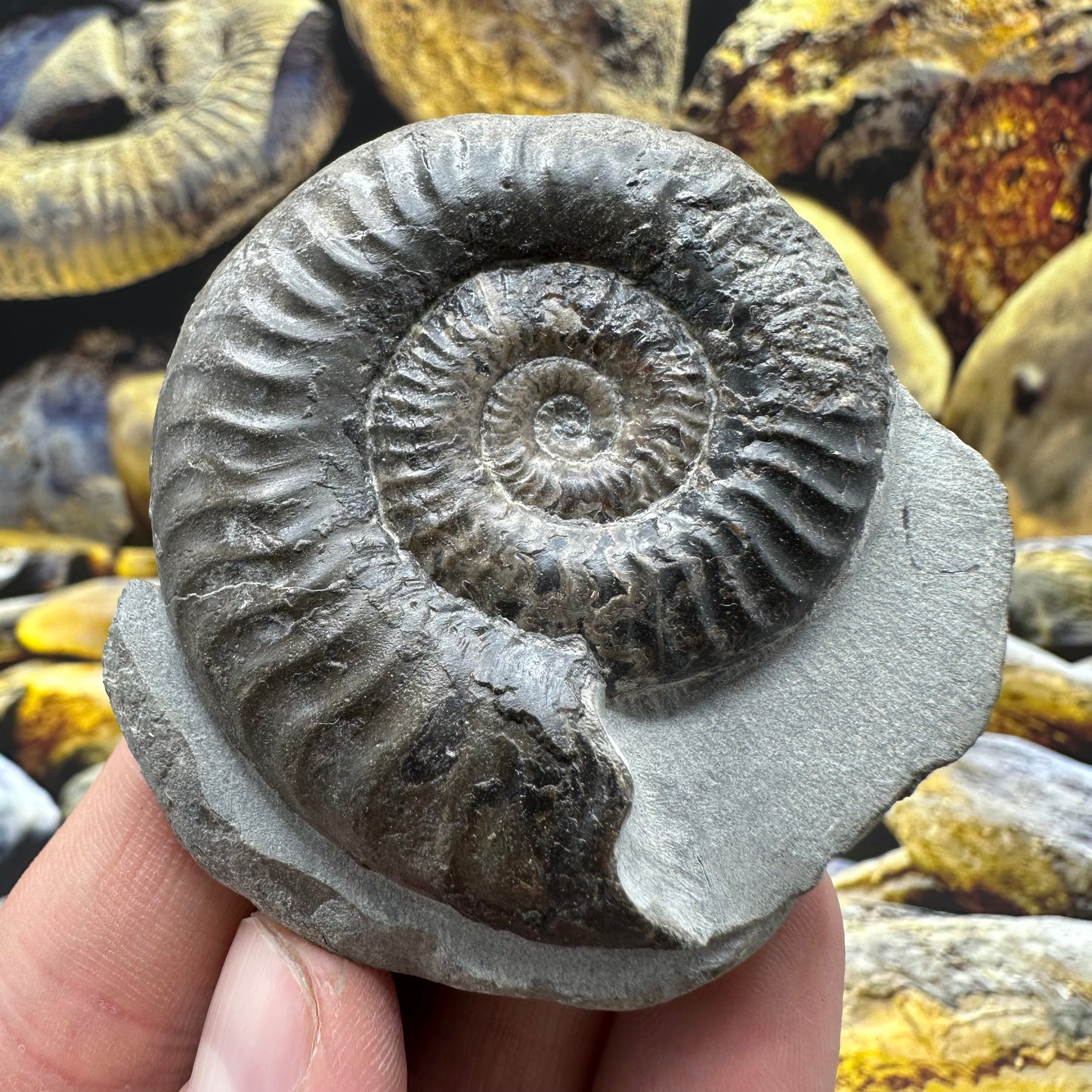 Grammoceras thoaurense ammonite shell fossil - Whitby, North Yorkshire
