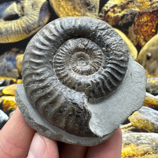 Grammoceras thoaurense ammonite shell fossil - Whitby, North Yorkshire