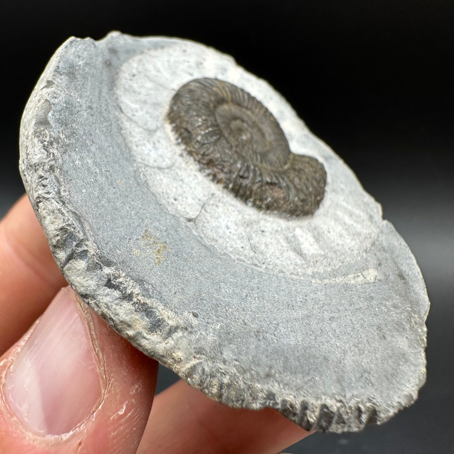 Dactylioceras Ammonite Fossil With Box And Stand - Whitby, North Yorkshire Jurassic Coast Yorkshire Fossils