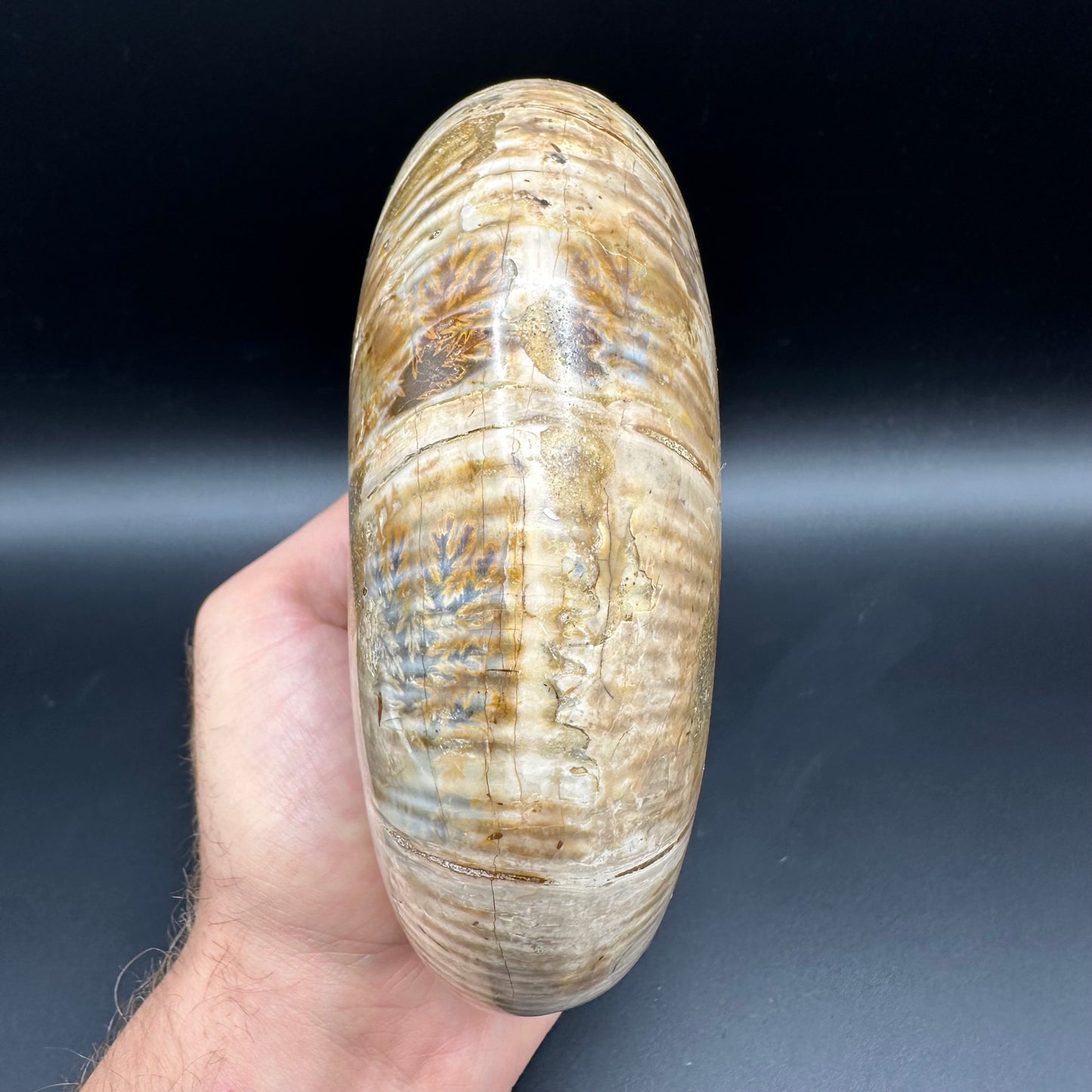Puzosia Ammonite Fossil With Stand - Cretaceous Ammonite Madagascar
