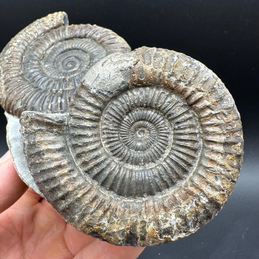Dactylioceras Ammonite Fossil With Box And Stand - Whitby, North Yorkshire Jurassic Coast Yorkshire Fossils
