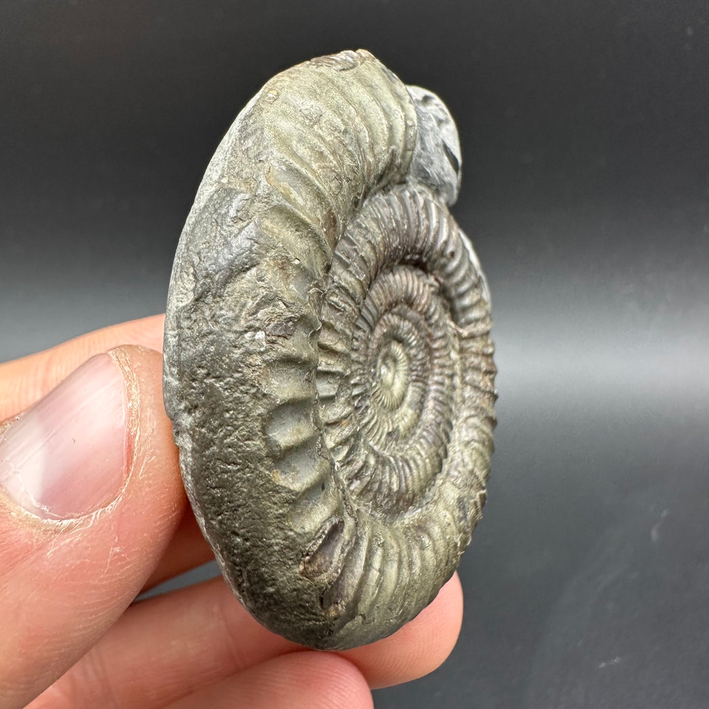 Hydra Snakestone Ammonite Fossil With Bag/Box And Stand - Whitby, North Yorkshire Jurassic Coast Yorkshire Fossils