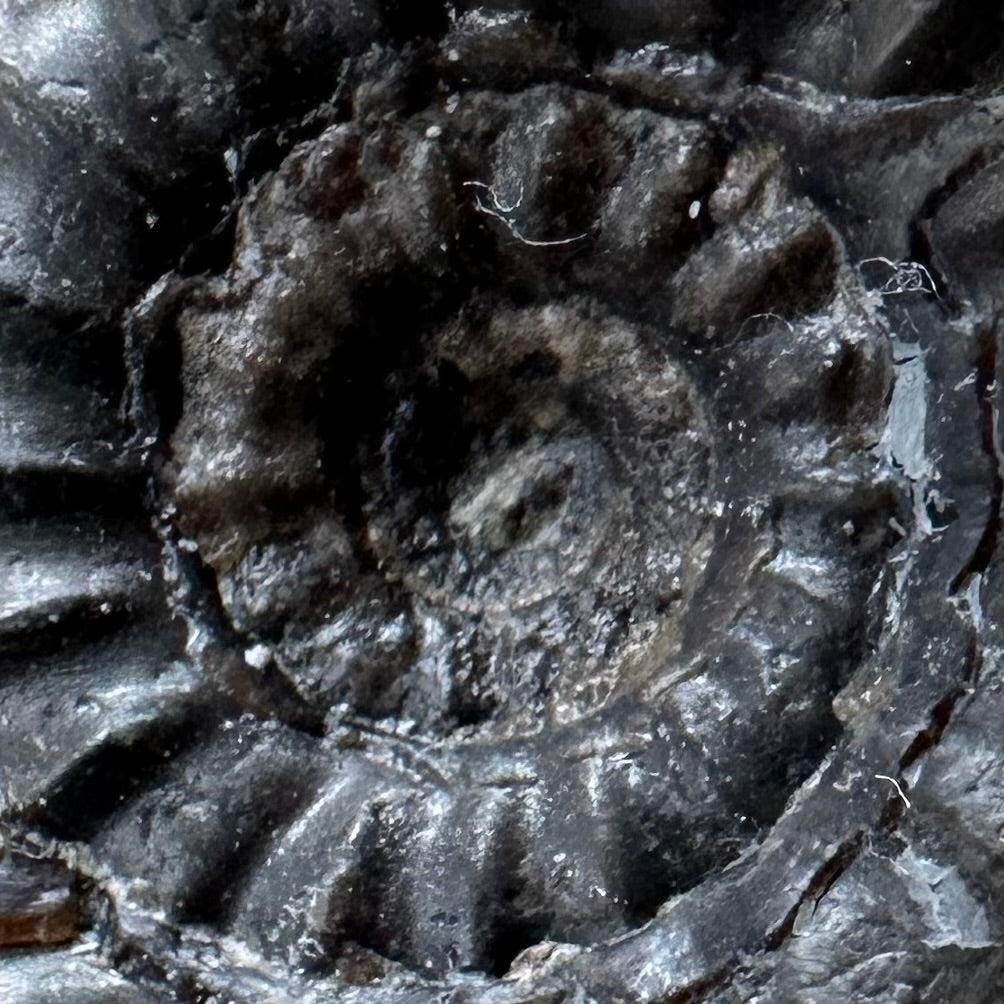 Androgynoceras maculatum ammonite fossil with box and stand - Whitby, North Yorkshire Jurassic Coast Yorkshire Fossils