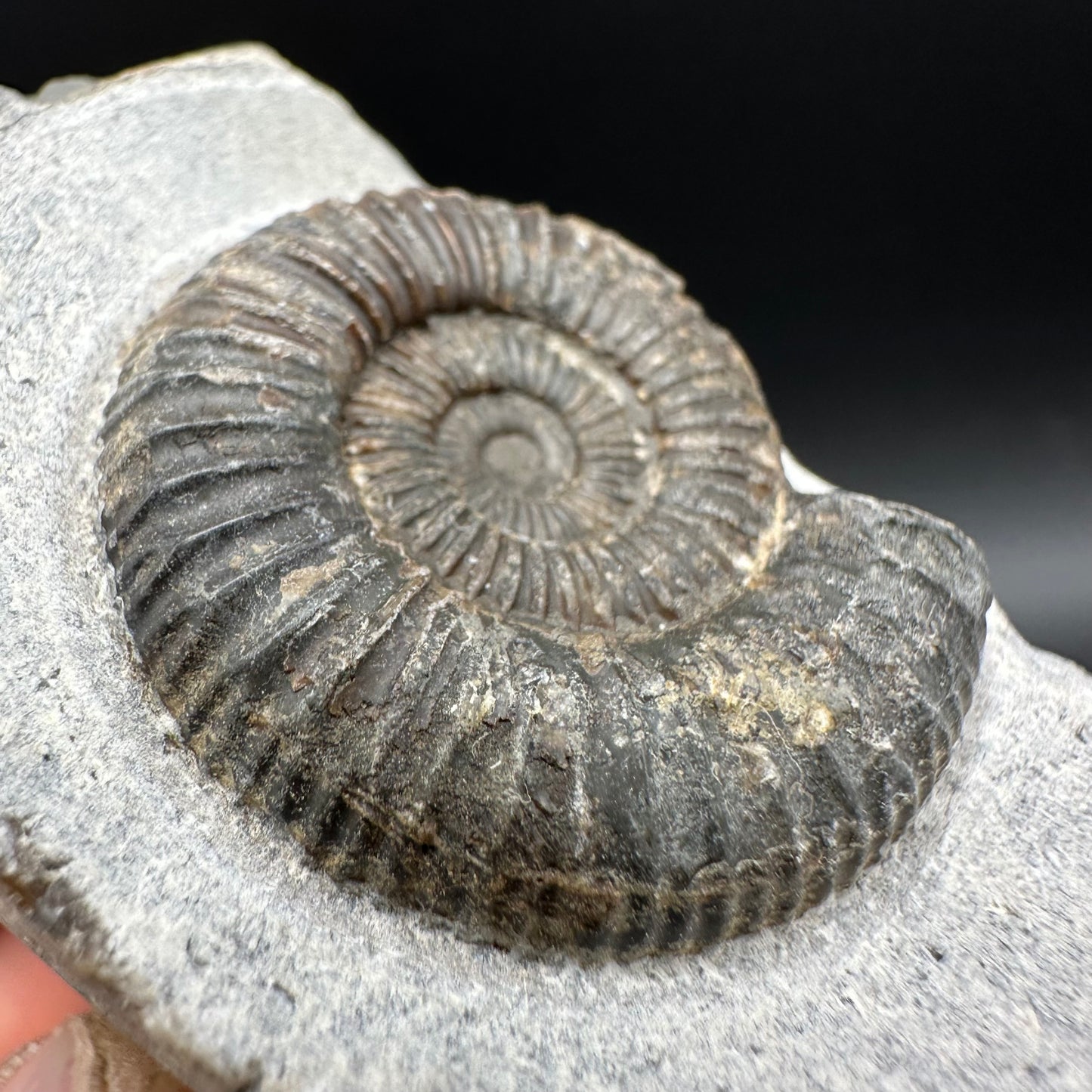 Dactylioceras Ammonite Fossil With Box And Stand - Whitby, North Yorkshire Jurassic Coast Yorkshire Fossils