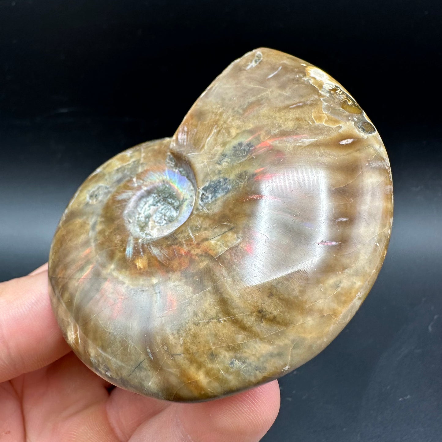 Cleoniceras Ammonite Fossil With Box And Stand - Cretaceous Ammonite Madagascar
