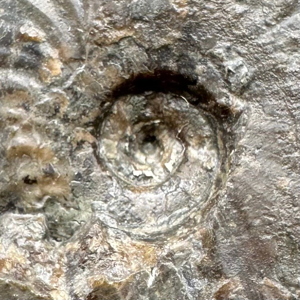 Pseudolioceras lythense Ammonite fossil with box and stand - Whitby, North Yorkshire, Yorkshire Fossils on the Jurassic Coast