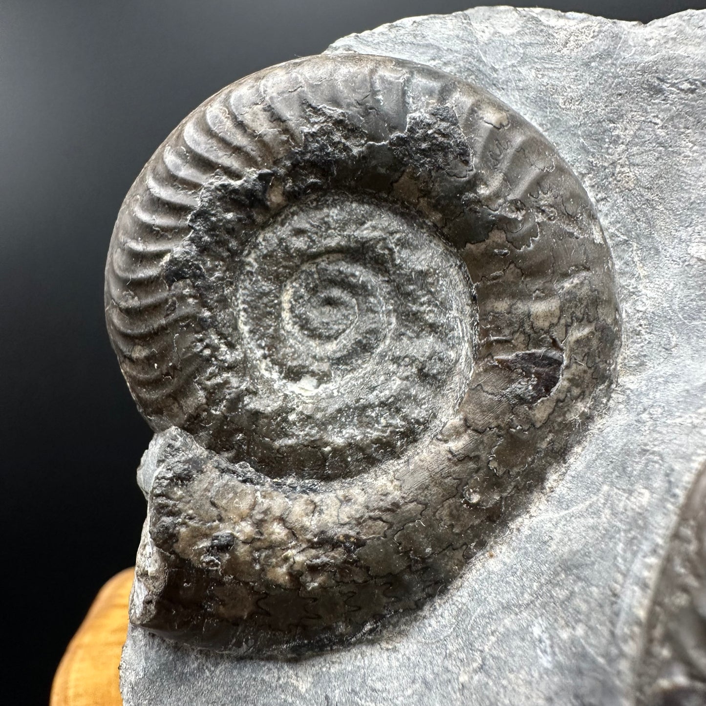Grammoceras thoaurense Ammonite shell fossil with box and stand - Whitby, North Yorkshire, Yorkshire Fossils from the Jurassic Coast