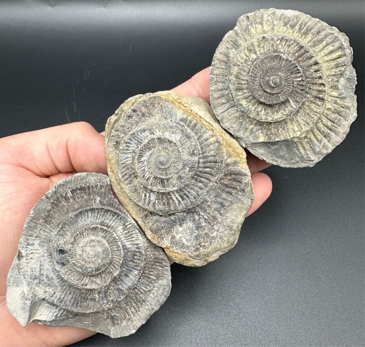 Dactylioceras imprint (negative) bundle ammonite shell fossil - Whitby, North Yorkshire, Yorkshire Fossils