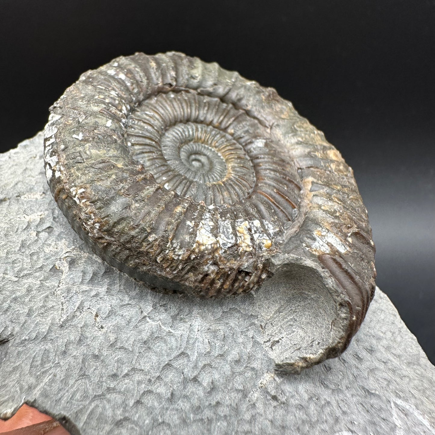 Dactylioceras Ammonite Fossil With box and Stand - Whitby, North Yorkshire Jurassic Coast Yorkshire Fossils