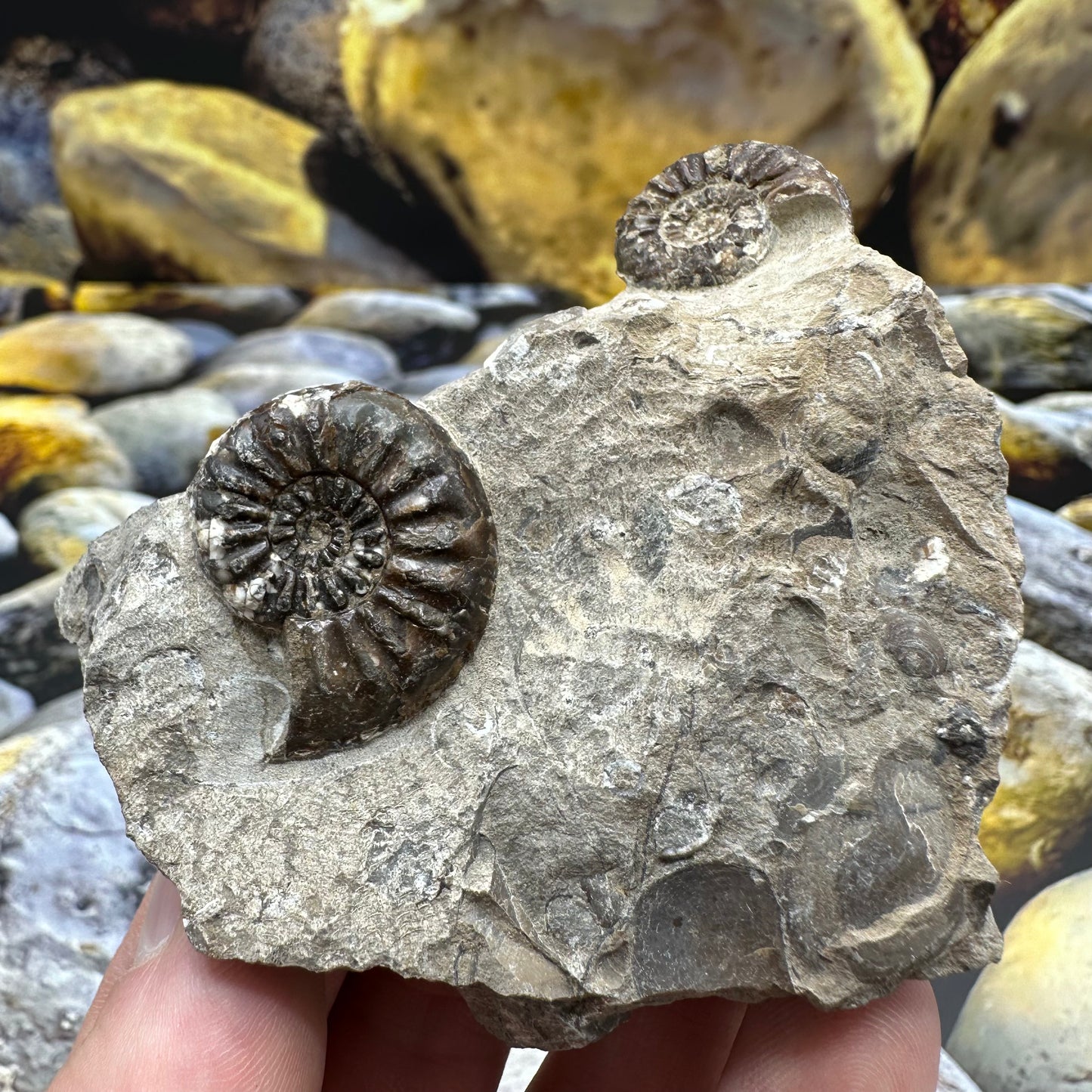 Amaltheus subnodosus ammonite fossil - Whitby, North Yorkshire Jurassic Coast, Yorkshire Fossils