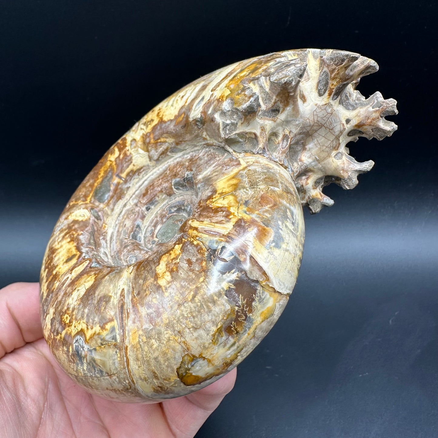 Puzosia Ammonite Fossil With Stand - Cretaceous Ammonite Madagascar