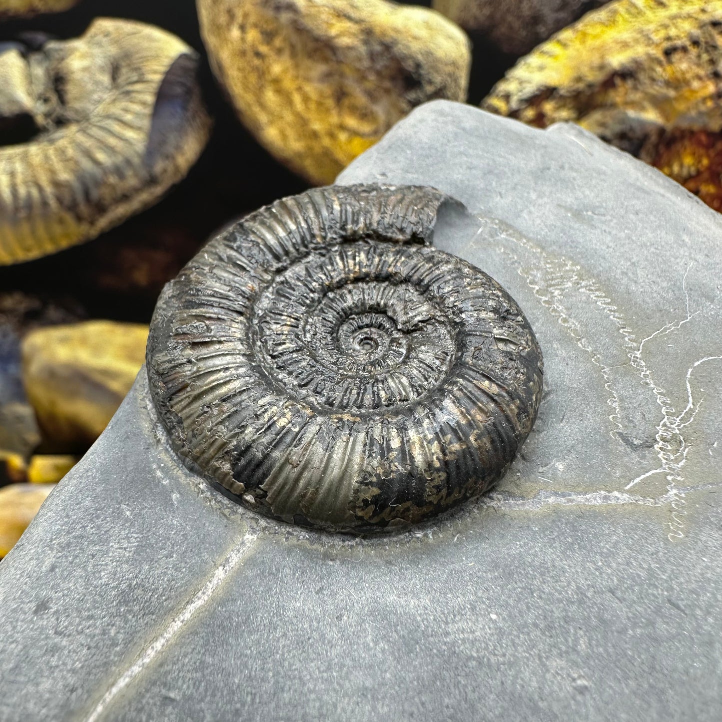 Dactylioceras semicelatum ammonite fossil - Whitby, North Yorkshire Jurassic Coast