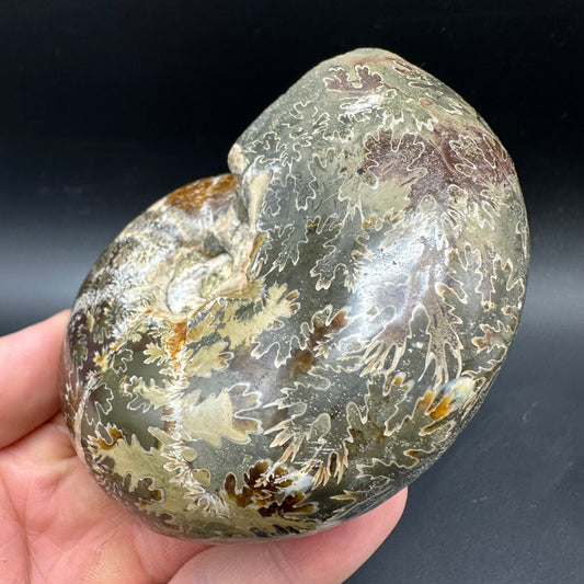 Puzosia Ammonite Fossil With Box And Stand - Cretaceous Ammonite Madagascar