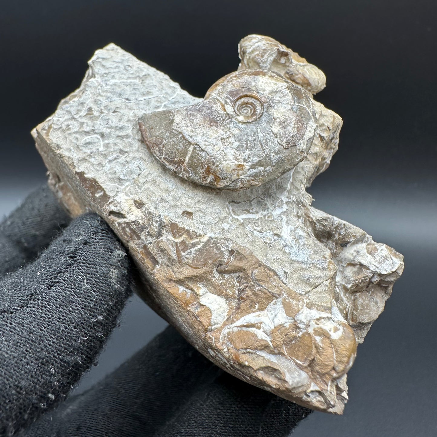 Amaltheus striatus ammonite fossil with box and stand - Whitby, North Yorkshire Jurassic Coast Yorkshire Fossils