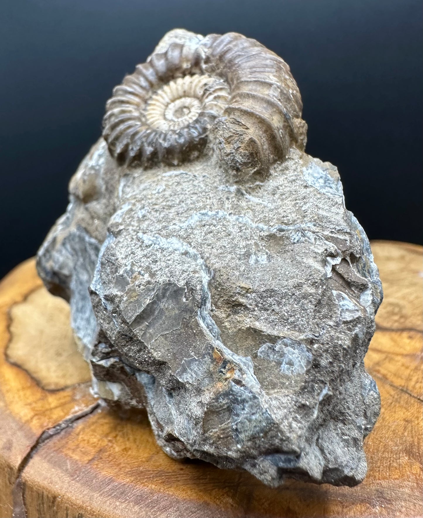 Androgynoceras capricornus Ammonite Fossil With box and Stand - Whitby, North Yorkshire Jurassic Coast Yorkshire Fossils