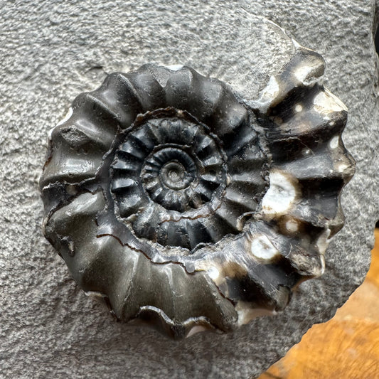Androgynoceras maculatum ammonite fossil with box and stand - Whitby, North Yorkshire Jurassic Coast Yorkshire Fossils