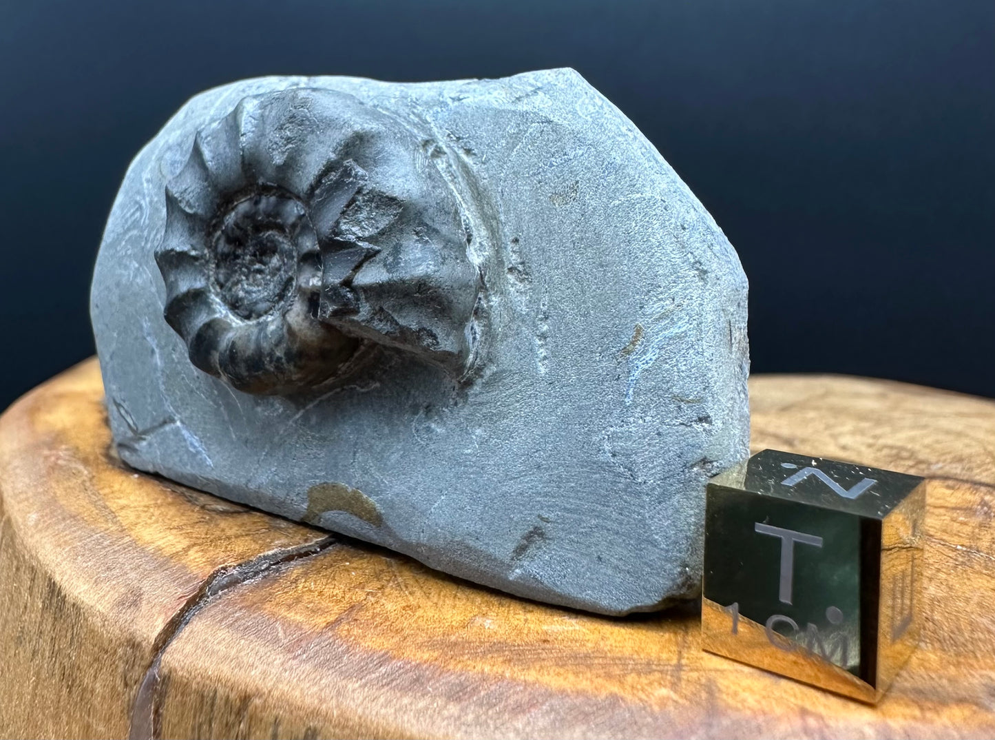 Eugassiceras Ammonite shell fossil with box and stand - Whitby, North Yorkshire Jurassic Coast Yorkshire Fossils