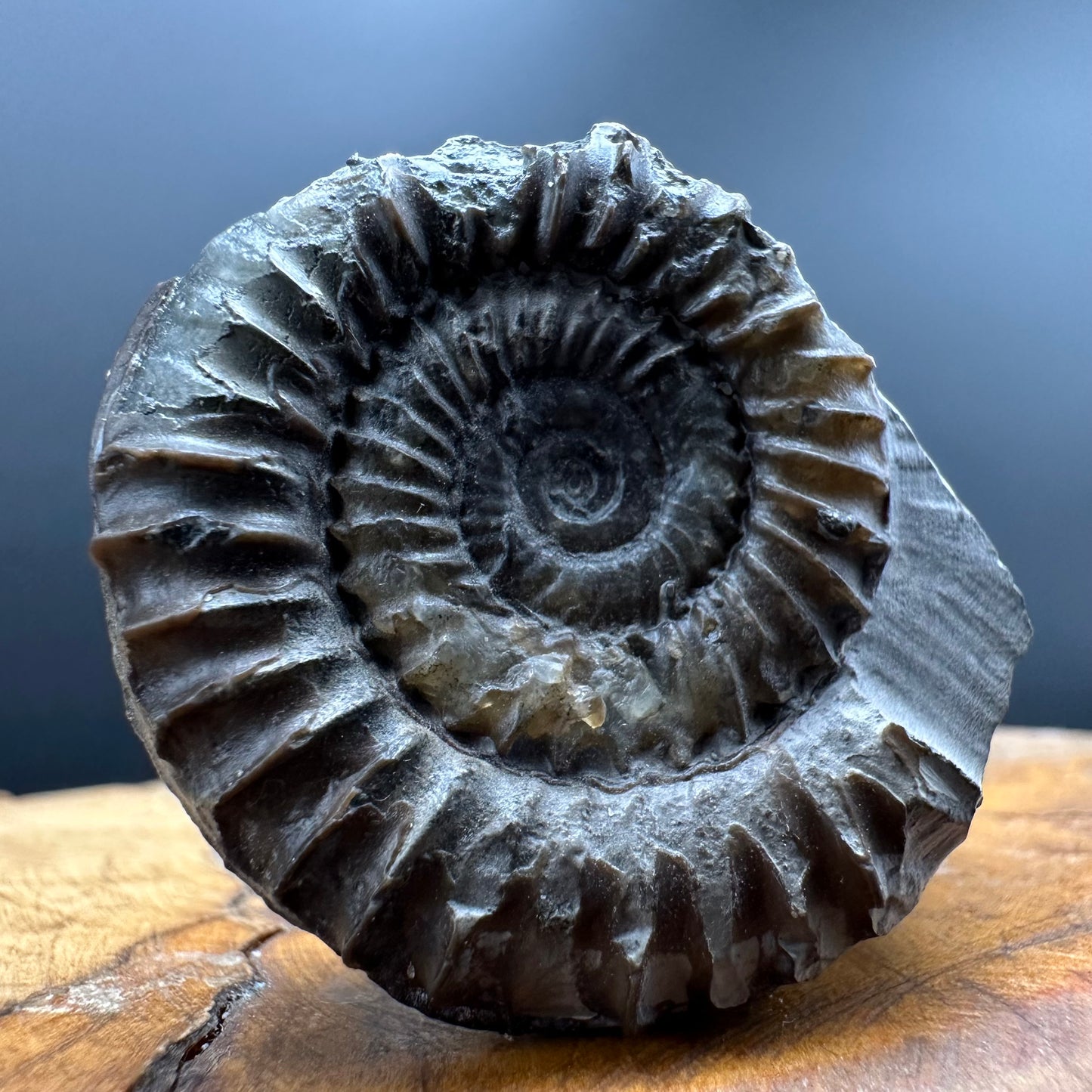 Arnioceras ammonite shell fossil with box and stand - Whitby, North Yorkshire Jurassic Coast Yorkshire Fossils