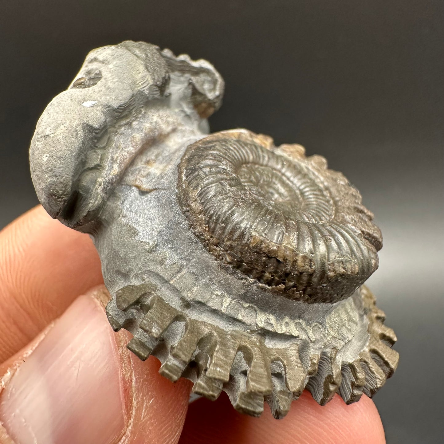 ‘Rammonite’ Snakestone Ammonite Fossil With Bag/Box And Stand - Whitby, North Yorkshire Jurassic Coast Yorkshire Fossils