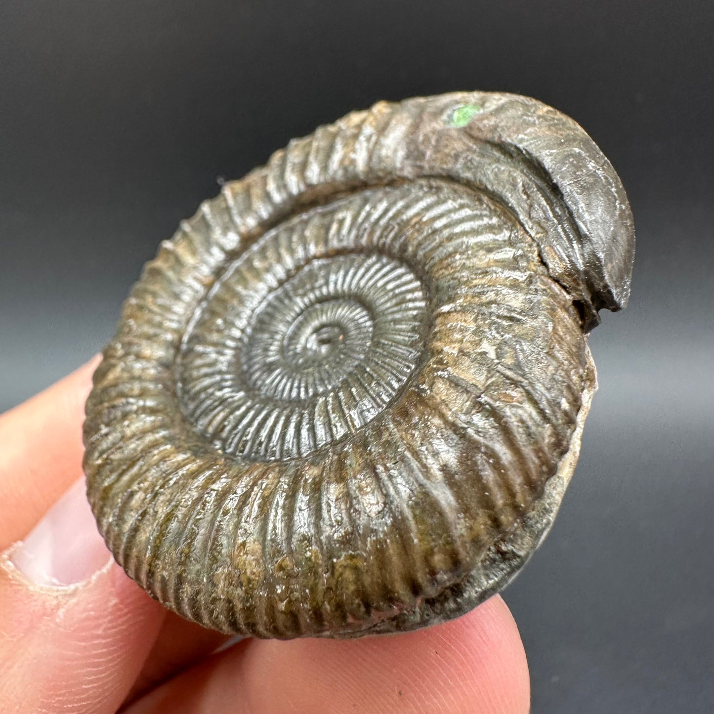 Snakestone Ammonite Fossil With Bag/Box And Stand - Whitby, North Yorkshire Jurassic Coast Yorkshire Fossils