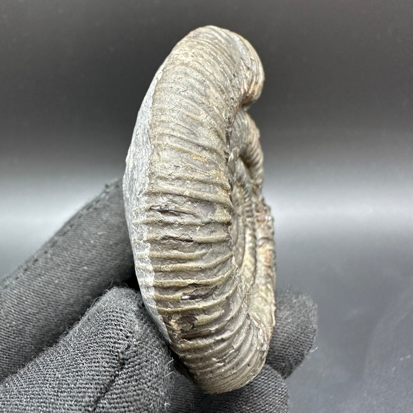 Dactylioceras Ammonite Fossil With Box And Stand - Whitby, North Yorkshire Jurassic Coast Yorkshire Fossils
