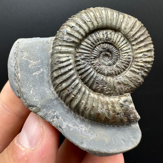 Dactylioceras Ammonite Fossil With Stand - Whitby, North Yorkshire Jurassic Coast Yorkshire Fossils
