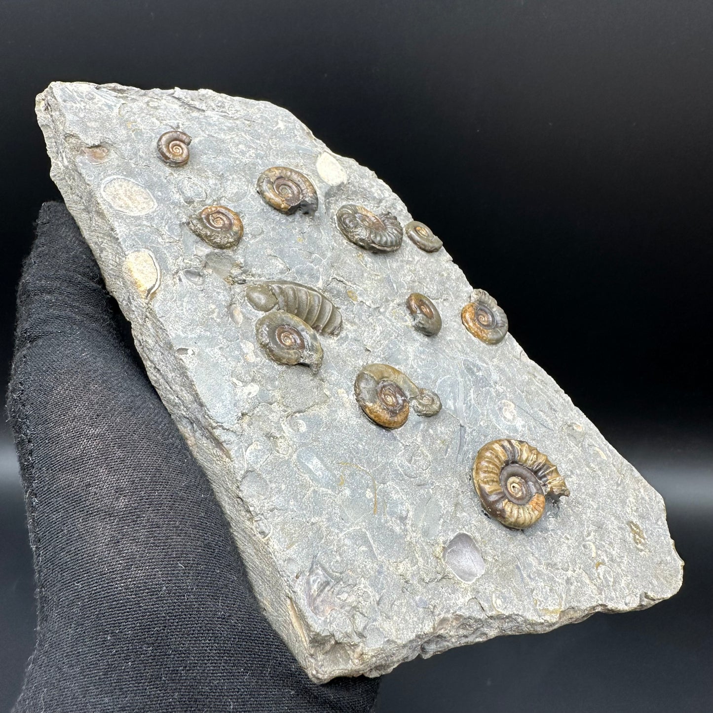 Arnioceras ammonite shell fossil with stand - Whitby, North Yorkshire Jurassic Coast Yorkshire Fossils