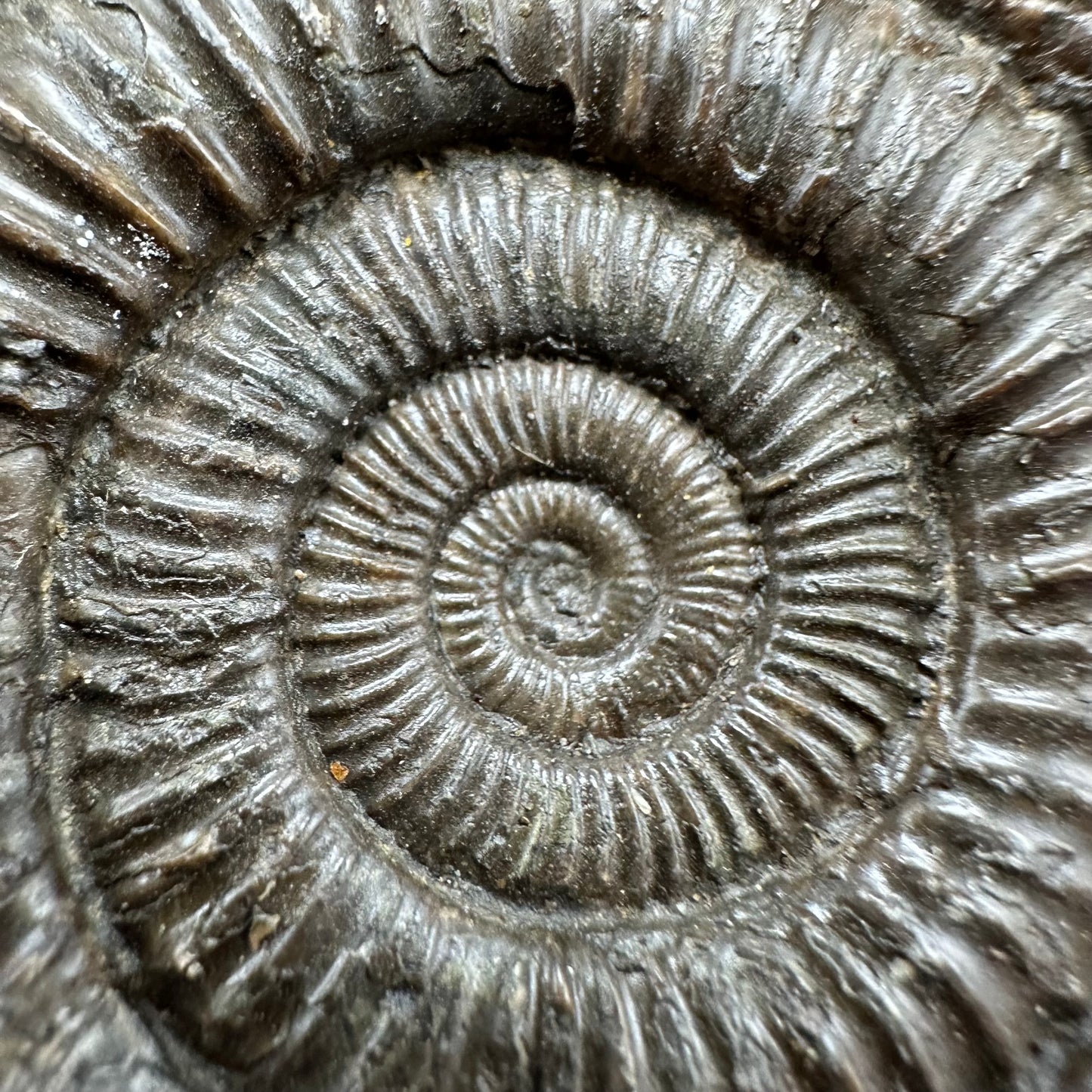 Dactylioceras Ammonite Fossil With Box And Stand - Whitby, North Yorkshire Jurassic Coast Yorkshire Fossils