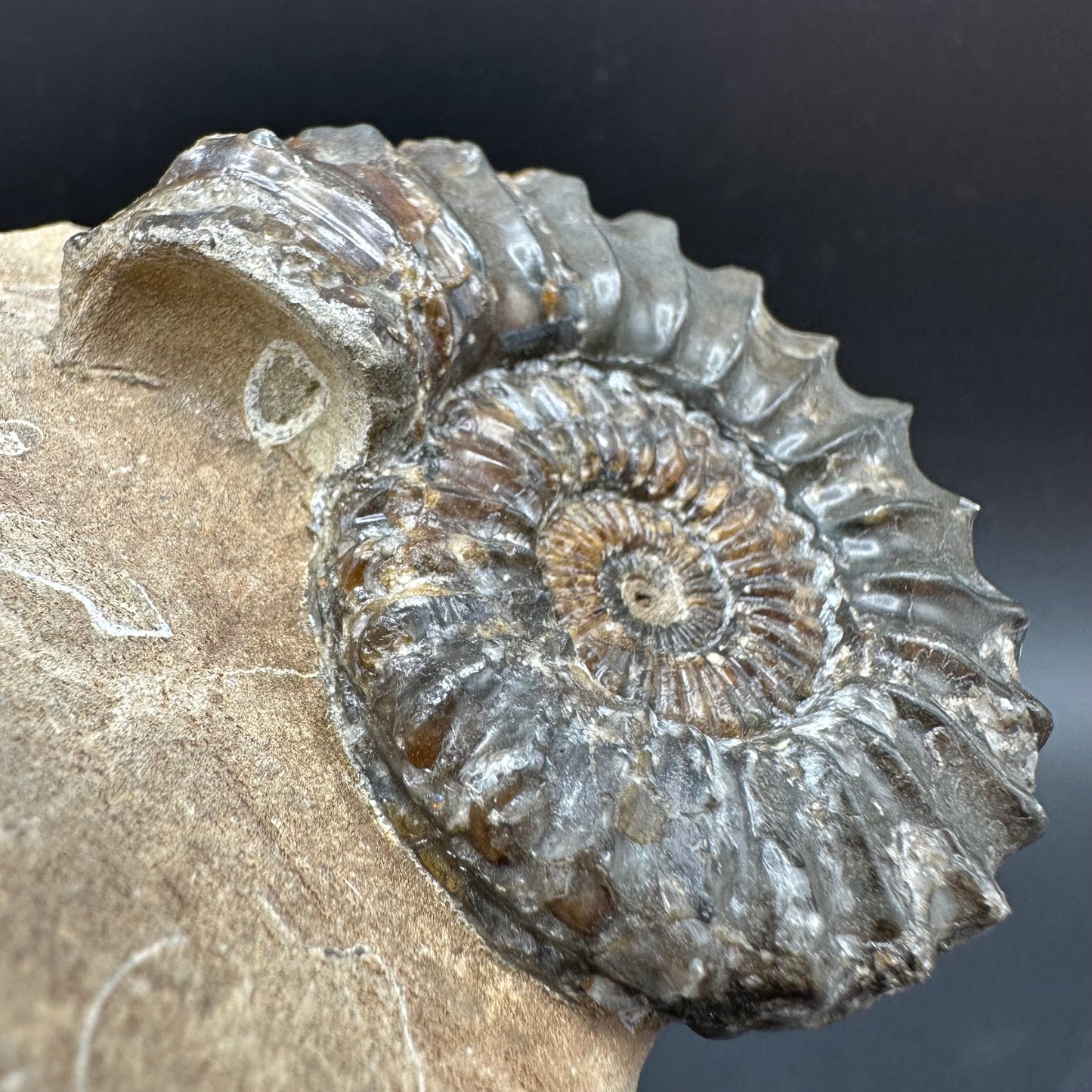 Pleuroceras paucicostatum ammonite fossil with box and stand - Whitby, North Yorkshire Jurassic Coast Yorkshire Fossils