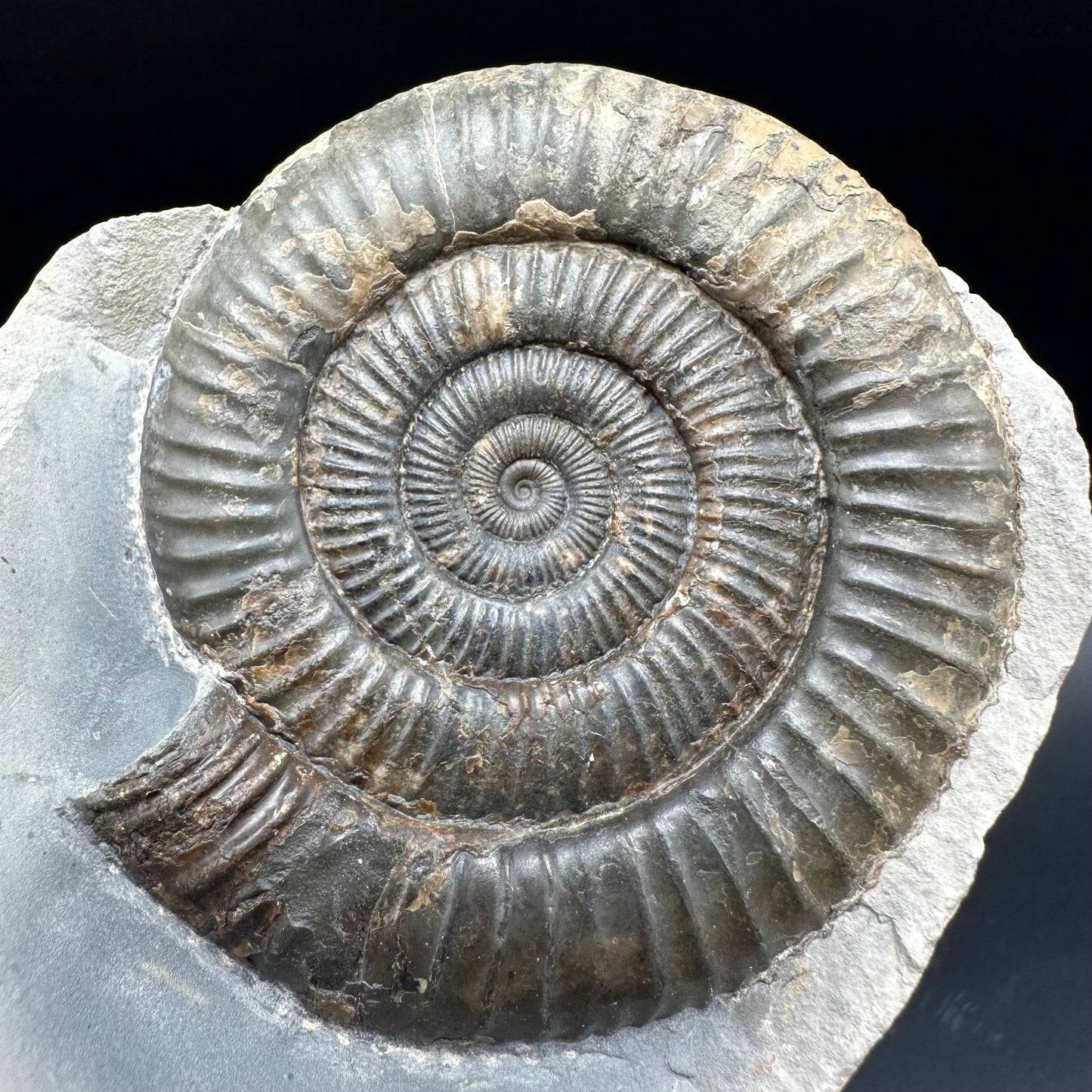 Dactylioceras Ammonite nodule (split pair) Fossil With Stand - Whitby, North Yorkshire Jurassic Coast Yorkshire Fossils