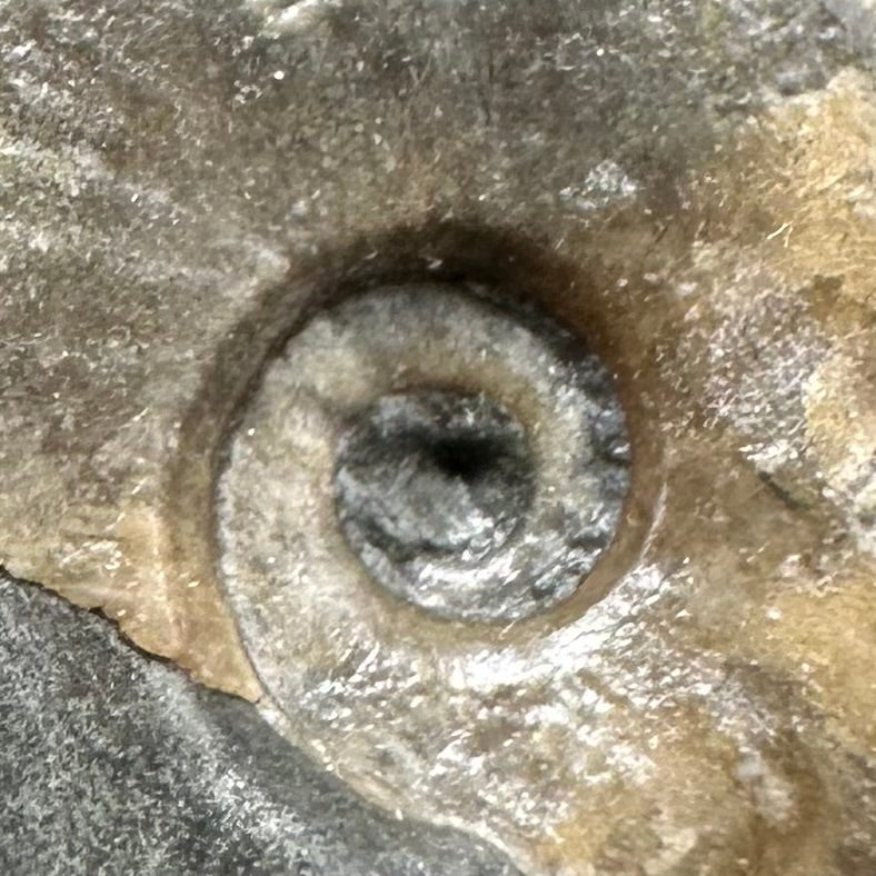 Eleganticeras Elegantulum ammonite fossil with box and stand - Whitby, North Yorkshire Jurassic Coast, Yorkshire Fossils