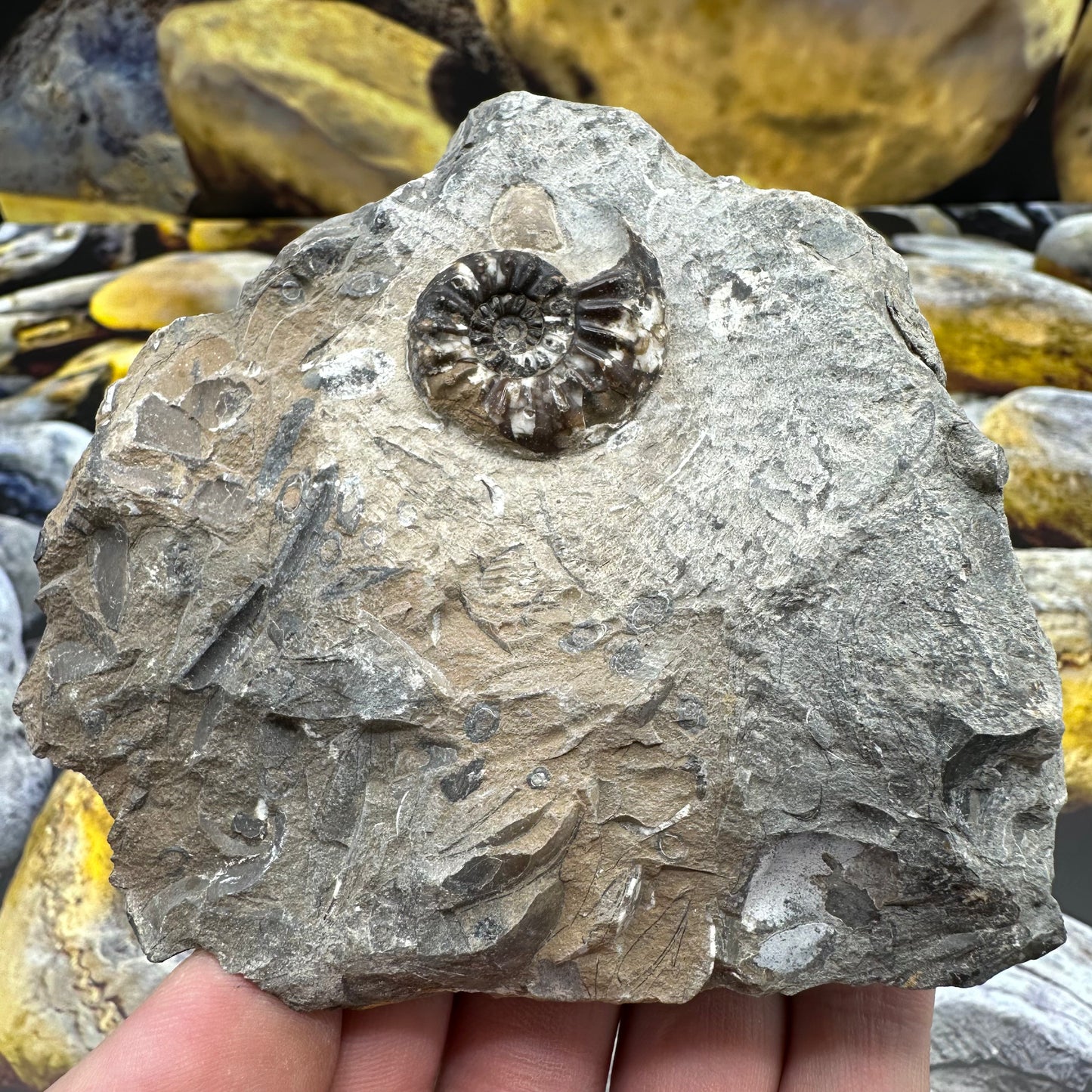 Amaltheus subnodosus ammonite fossil - Whitby, North Yorkshire
