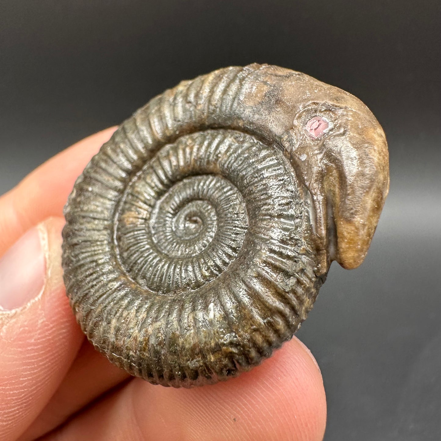 Snakestone Ammonite Fossil With Bag/Box And Stand - Whitby, North Yorkshire Jurassic Coast Yorkshire Fossils