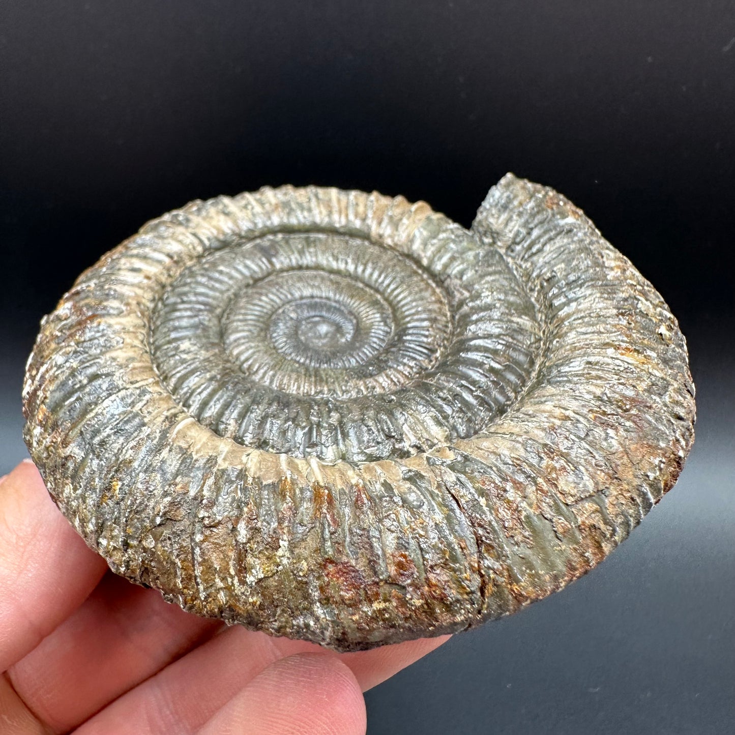 Dactylioceras Ammonite Fossil With Box And Stand - Whitby, North Yorkshire Jurassic Coast Yorkshire Fossils