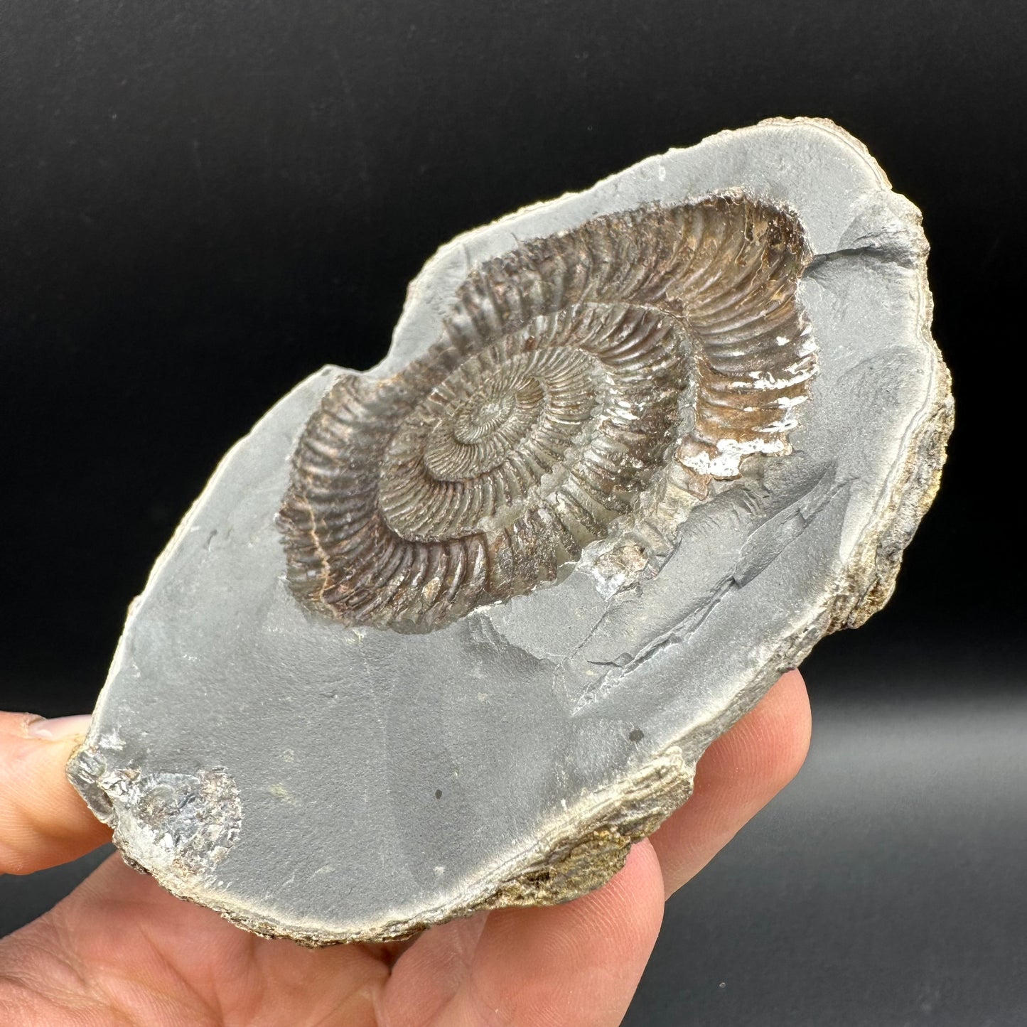Dactylioceras Ammonite nodule (split pair) Fossil With Stand - Whitby, North Yorkshire Jurassic Coast Yorkshire Fossils